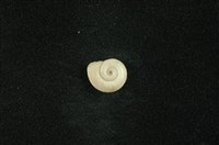 藏品(臺灣類扁蜷)的圖片